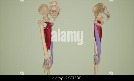 Gracilis Anterior und Lateral View (Vorderansicht und Laterale Ansicht) Stockfoto