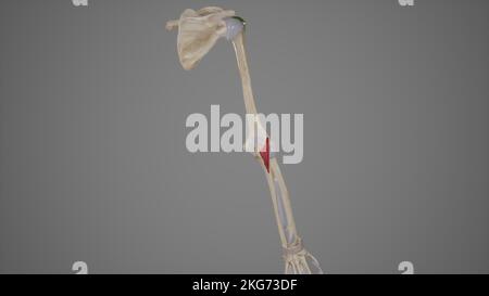 Anconeusmuskel Stockfoto