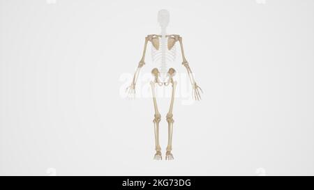 Vorderansicht des Appendicular Skeleton mit weißem Hintergrund Stockfoto