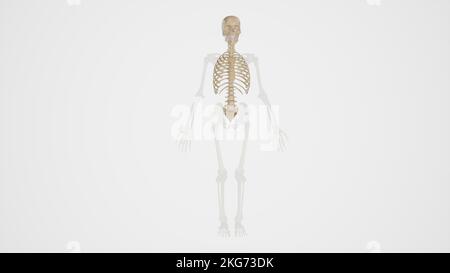 Axiales Gerüst mit weißem Hintergrund Stockfoto