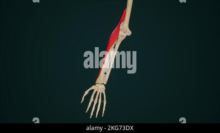 Der Musculus Brachioradialis Stockfoto