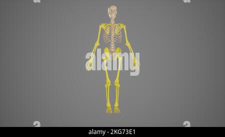 Farbige Appendicular Skeleton Anatomy Stockfoto