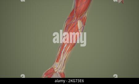 Hautnerven und oberflächliche Venen des Unterarmes Stockfoto