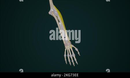 Extensor Carpi Radialis Longus Stockfoto