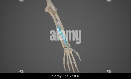 Extensor Pollicis Longus Stockfoto