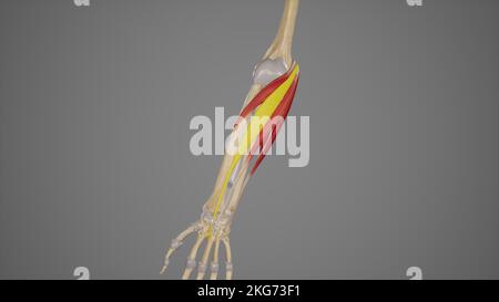 Unterarmmuskulatur-Flexor Carpi Radialis Stockfoto