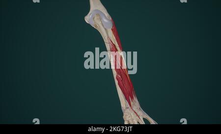 Arteria interossea posterior und N. radialis im hinteren Unterarm Stockfoto