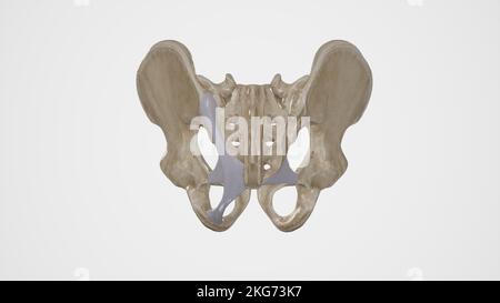 Medizinische Illustration der Sacrotuberösen und Sacrospinösen Bänder Stockfoto