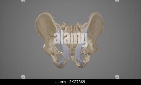 Medizinische Illustration des Ligamentum Sacrotuberosa Stockfoto