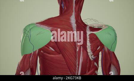 Medizinische Illustration der Schultermuskulatur-Deltoid Stockfoto