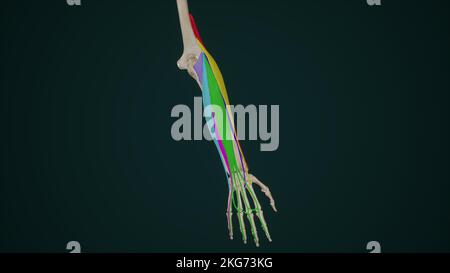 Oberflächliche Streckmuskeln des Unterarms Stockfoto