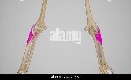 Supinator Anterior and Posterior View (Supinatoransicht anterior und posterior) Stockfoto