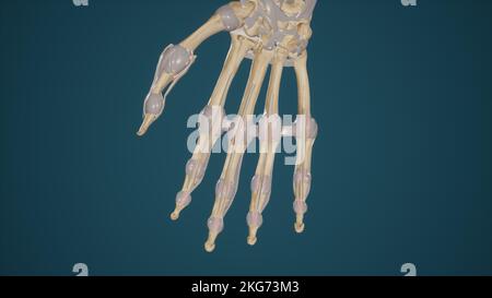 Metakarpophalangeale und interphalangeale Bänder Stockfoto