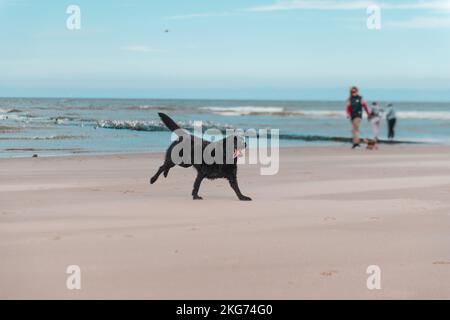 Eine wunderschöne Aufnahme eines glücklichen schwarzen Labrador Retriever, der an einem Strand läuft Stockfoto