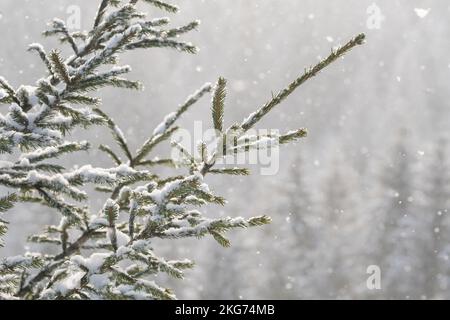 Wunderschöne Winterlandschaft mit Schnee fällt auf einem Fichtenzweig Nahaufnahme Stockfoto