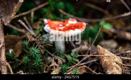 Roter Pilz unter litauen im Wald, Makroaufnahme. Stockfoto
