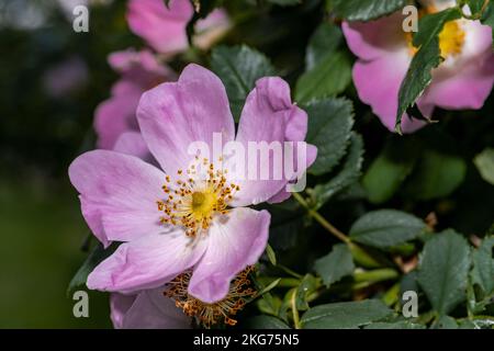 Wilde Rose, Makroblumenfoto, Nachtblumenaufnahme Stockfoto