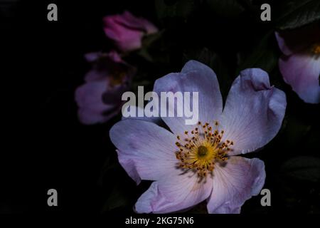 Wilde Rose, Makroblumenfoto, Nachtblumenaufnahme Stockfoto