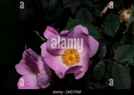 Wilde Rose, Makroblumenfoto, Nachtblumenaufnahme Stockfoto