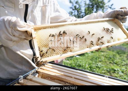 Imker im weißen Schutzanzug hält Honigrahmen mit Bienen Stockfoto