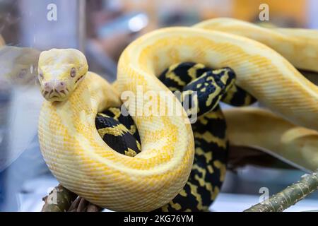Albino-birmanische Python im Glasschrank, die auf den Verkauf wartet. Es ist ein beliebtes Haustier in Thailand. Stockfoto