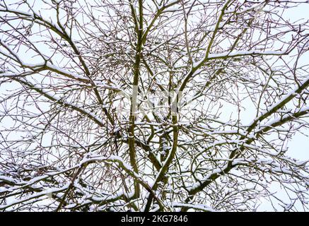 Schneebedeckte Äste und Winter Stockfoto