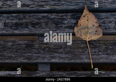 Ein schönes getrocknetes Blatt auf einer Holzbank. Makroaufnahme, Herbst und Einsamkeit Stockfoto