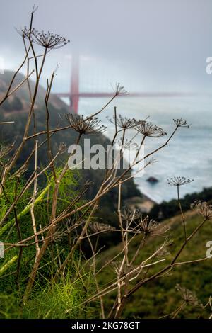 Eine Nahaufnahme von Perserwehpflanzen mit nebliger Golden Gate Bridge im Hintergrund Stockfoto