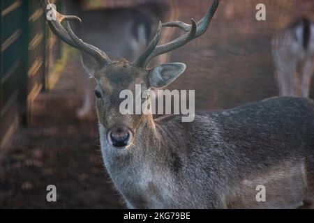 Ein Porträt eines Hirsches. Ein wunderschönes Rentier, das in die Kamera schaut. Von Angesicht zu Angesicht mit einem Hirsch Stockfoto