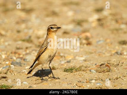 Wheatear im Sonnenlicht RSPB Naturschutzgebiet Minsmere, Suffolk Stockfoto