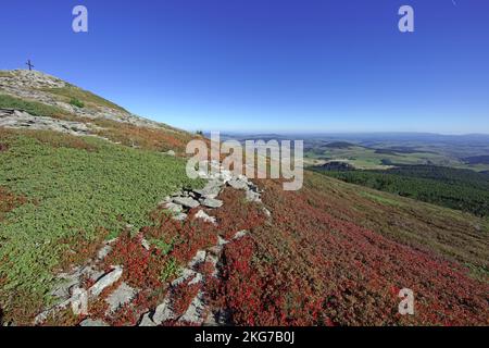 Frankreich, Haute-Loire, Les Estables, Gipfel des Mont Mézenc, Kreuz des nördlichen Kammes, Blaubeeren Stockfoto