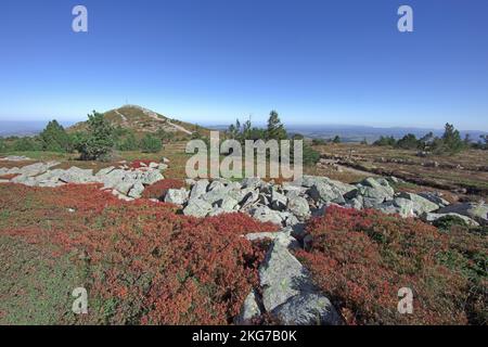 Frankreich, Haute-Loire, Les Estables, Gipfel des Mont Mézenc, Kreuz des nördlichen Kammes, Blaubeeren Stockfoto