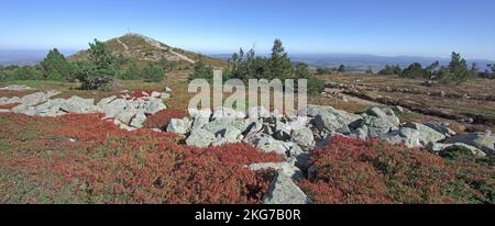 Frankreich, Haute-Loire, Les Estables, Gipfel des Mont Mézenc, Kreuz des nördlichen Kammes, Blaubeeren Stockfoto