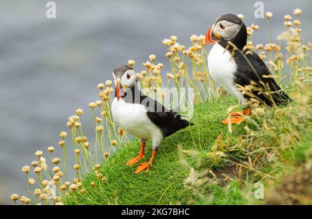 Papageientaucher stehen auf einer Klippe im Regen auf der Insel Staffa, Schottland, Stockfoto