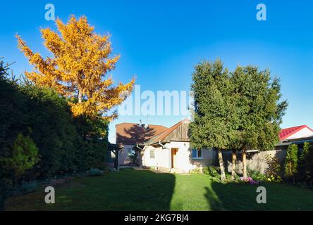 Frisch geschnittenes Gras mit gelbem Baum im Hinterhof Ein privates Haus Stockfoto