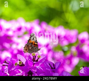 Monarch Butterfly sitzt auf einem Fleck rosa Sommerblumen. Makroaufnahme eines Schmetterlings, der auf dem Land fliegt. Stockfoto
