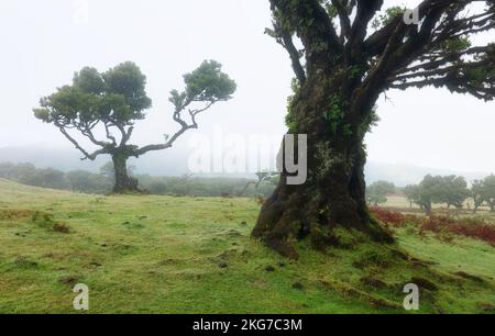 Magische endemische Lorbeerbäume im Fanal laurisilva-Wald auf Madeira, Weltkulturerbe der UNESCO in Portugal. Schöne grüne Sommerwälder mit dicken Stockfoto