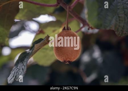 Kiwis oder Kiwis, die in der Herbstsaison auf einem Ast wachsen. Detail des Baumes im Obstgarten Stockfoto