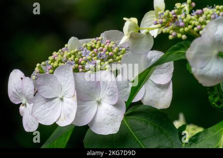 Lacecap Hydrangea Hydrangea macrophylla „Veitchii“ Bloom Stockfoto