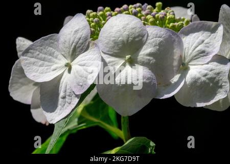 Lacecap Hydrangea Hydrangea macrophylla „Veitchii“ wunderschöne weiße Blume Stockfoto