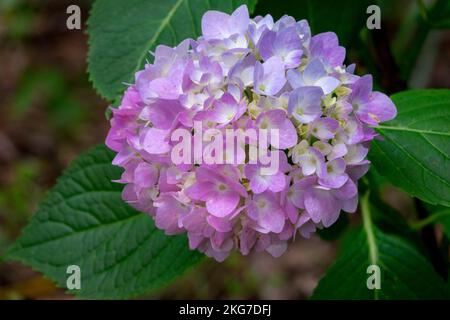 Bigleaf Hydrangea, Lacecap hydrangea, MOPHEAD hydrangea, Hydrangea macrophylla 'Bailmer', französische Hydrangea Stockfoto