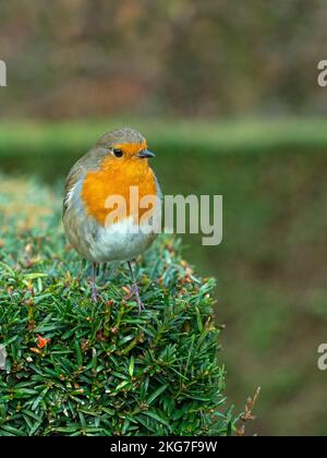 Robin Erithacus rubecula im Winter Stockfoto