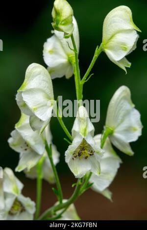 Aconitum napellus „Album“, Monkshood, Aconite, Wolfs Bane Stockfoto