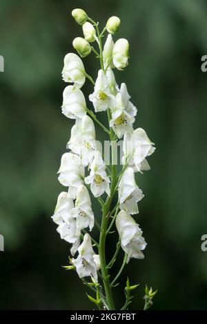 Wölfe Bane, Aconitum napellus Album, Monkshood Stockfoto