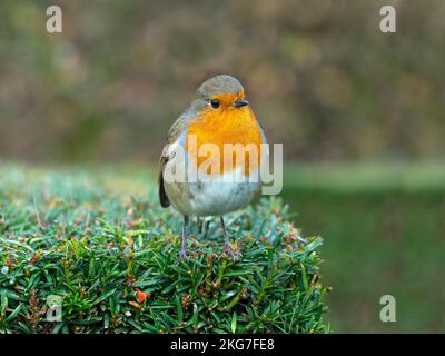 Robin Erithacus rubecula auf Garten-Eibenhecke im Winter Stockfoto