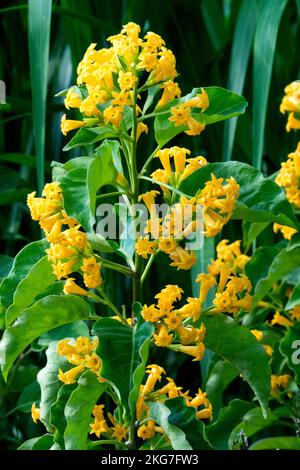 Orange, Blüten, Gelber Strauß Jessamin, Cestrum aurantiacum Stockfoto