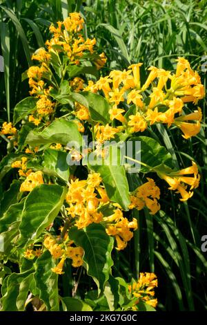 Gelb, Cestrum Aurantiacum, Gelber Strauß Jessamin, Blütenweather condition Stockfoto