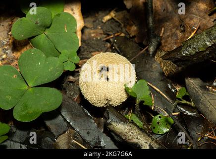 Im Norden Großbritanniens ist der Brown Puffball häufiger in Laubwäldern, insbesondere in Eichen- und Buchenwäldern. Stockfoto