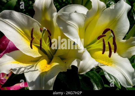 Weiße Lilium 'Budlight' schöne Lilien blüht zweifarbige Blumen blühende Lilie weiß gelbe Blume blühende Sorte OT Hybrid langlebige Bicolour Stockfoto