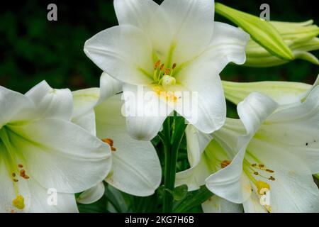 Lilium White Heaven, Lilium longiflorum, White, Lilium Lilies Lily Stockfoto